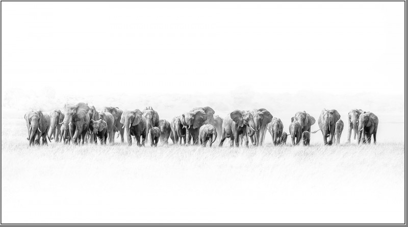 A photo of 'Mid Day Herd' by Phil Mallin