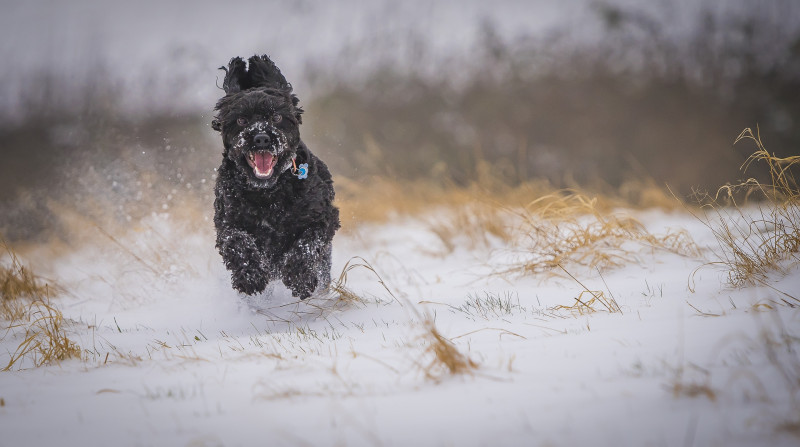 A photo of 'Snow Chase' by James Botterill
